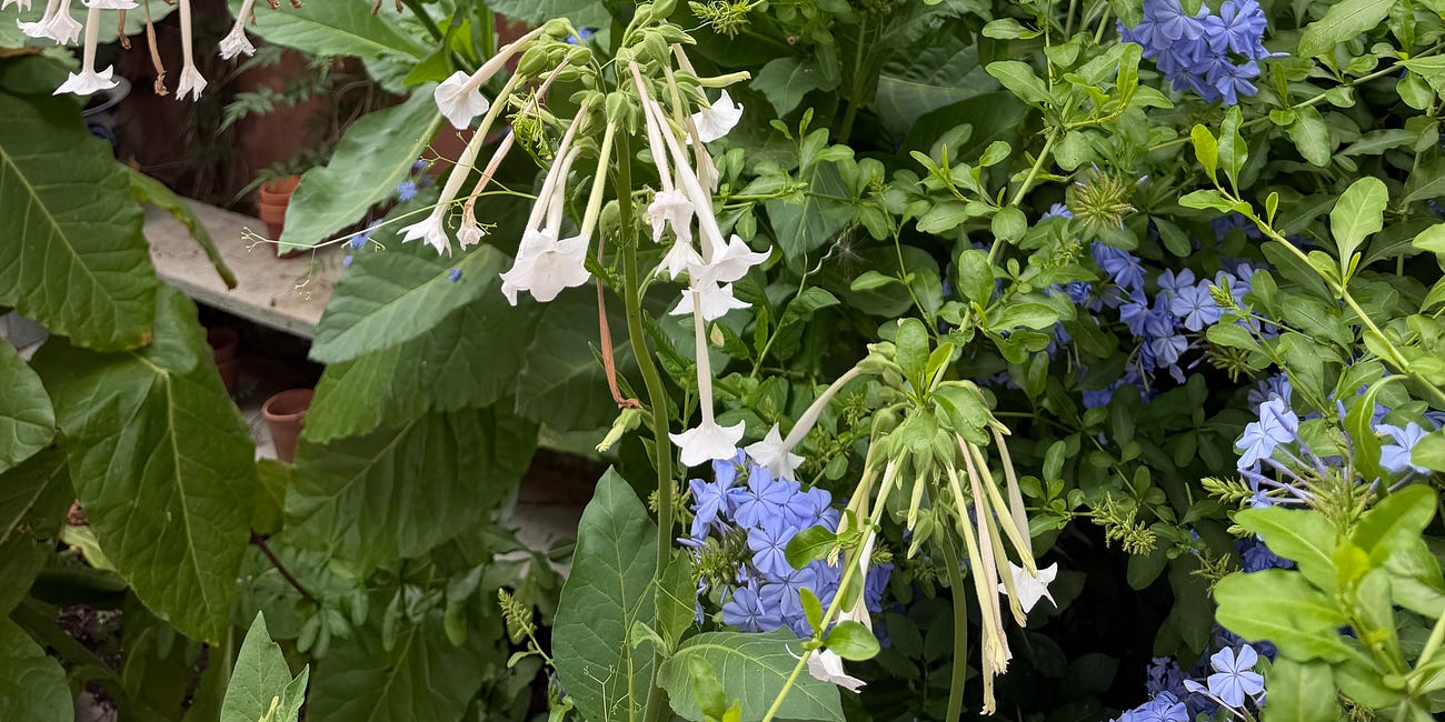 The Late Summer Garden