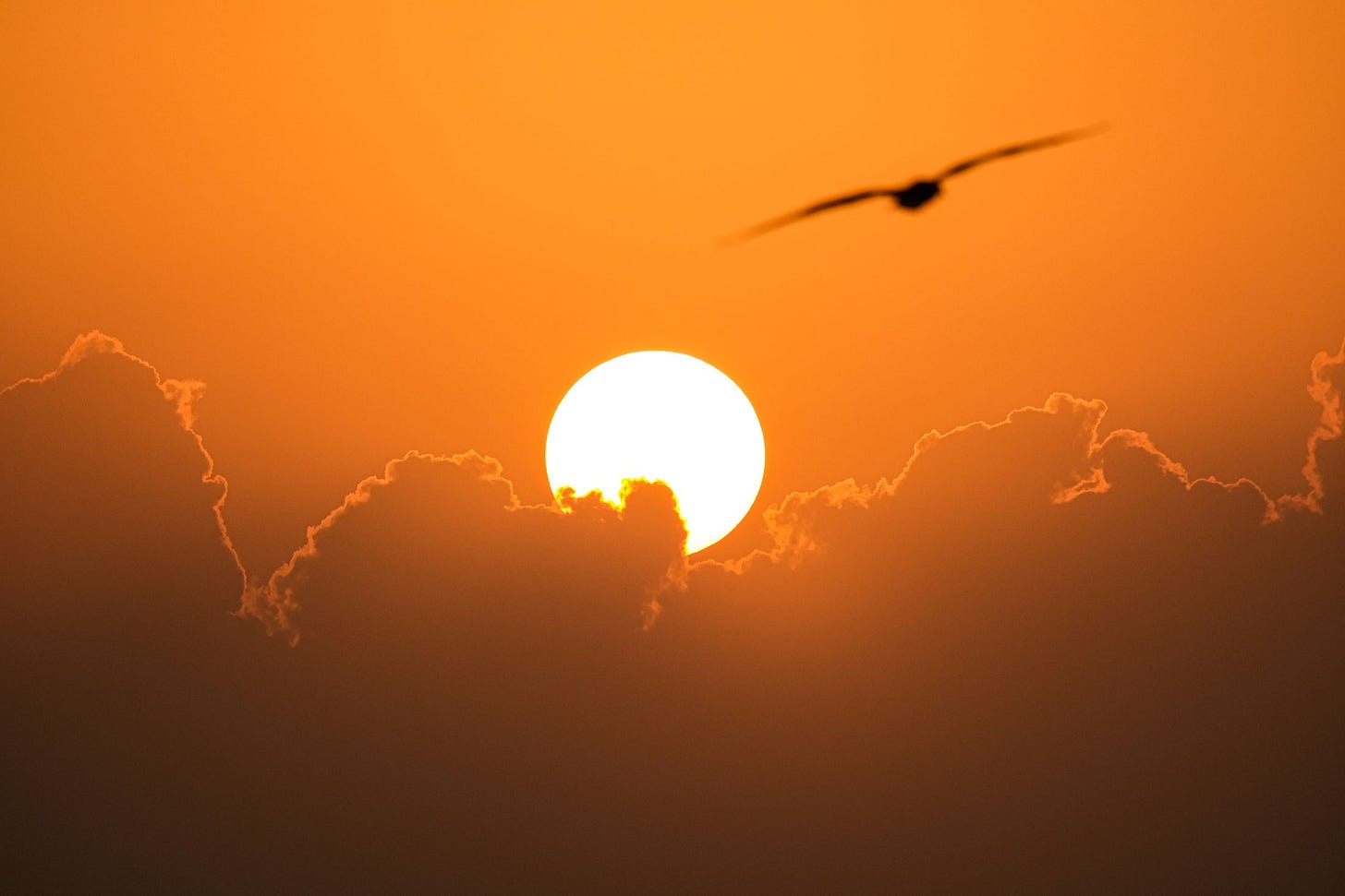 Bird Feeding Tips for Hot Weather – Chirp Nature Center