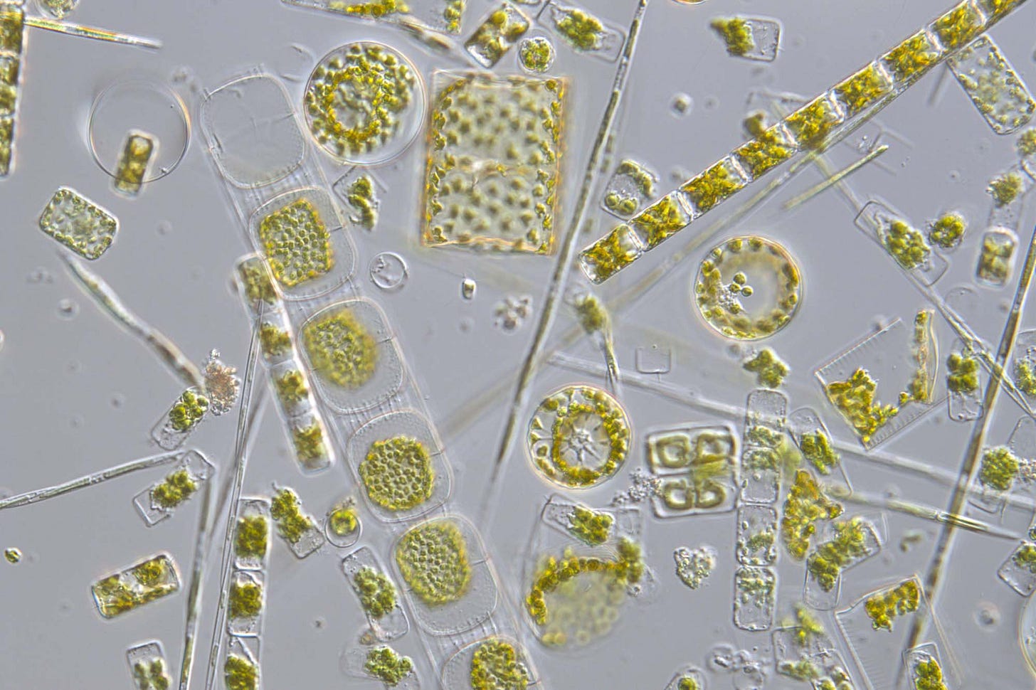 New approach to estimate phytoplankton biomass and primary production ...