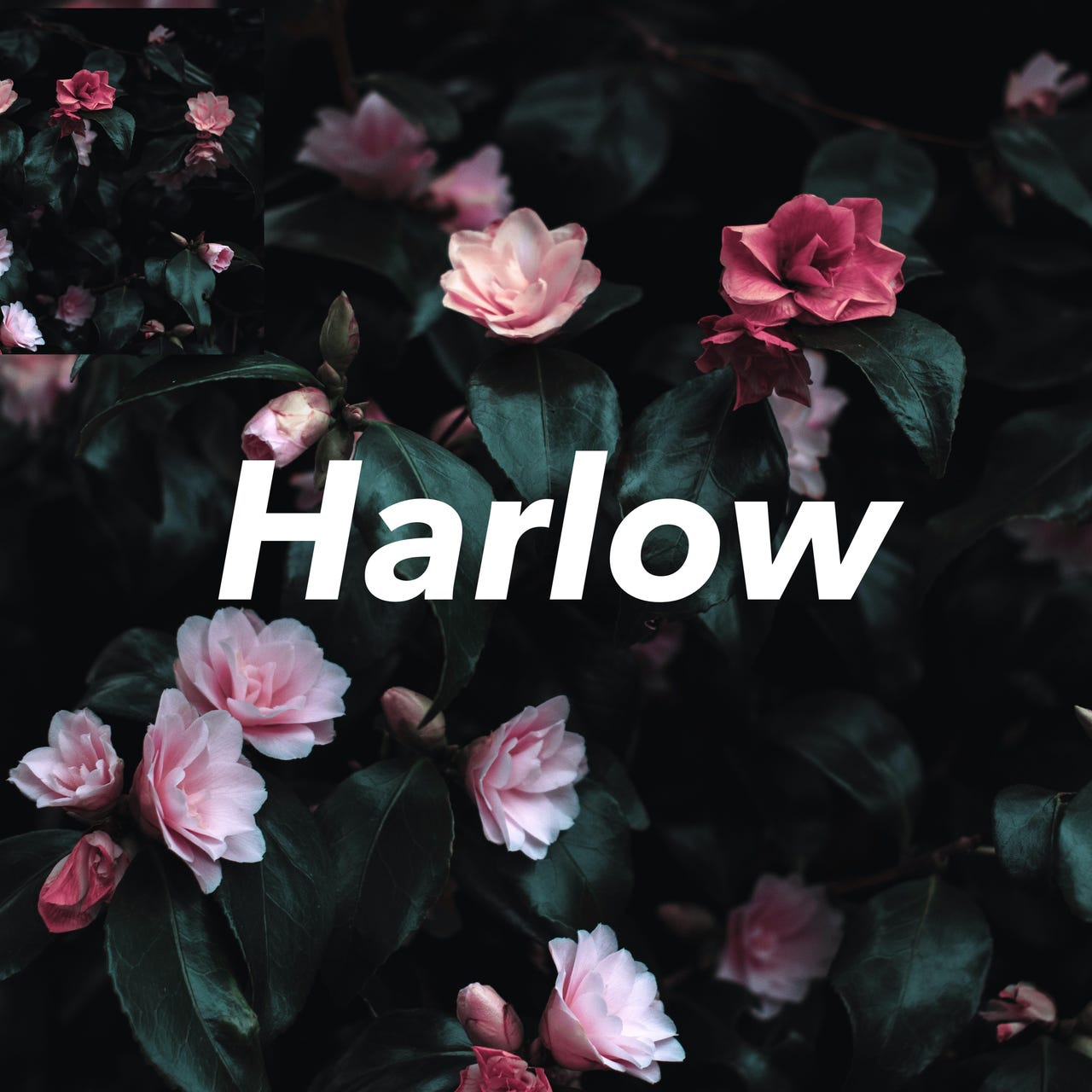 Harlow logo