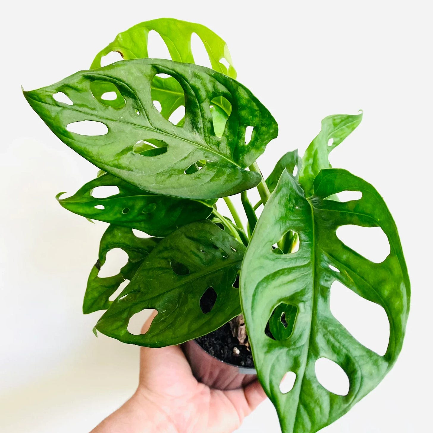 Person holding up a Swiss Cheese plant.