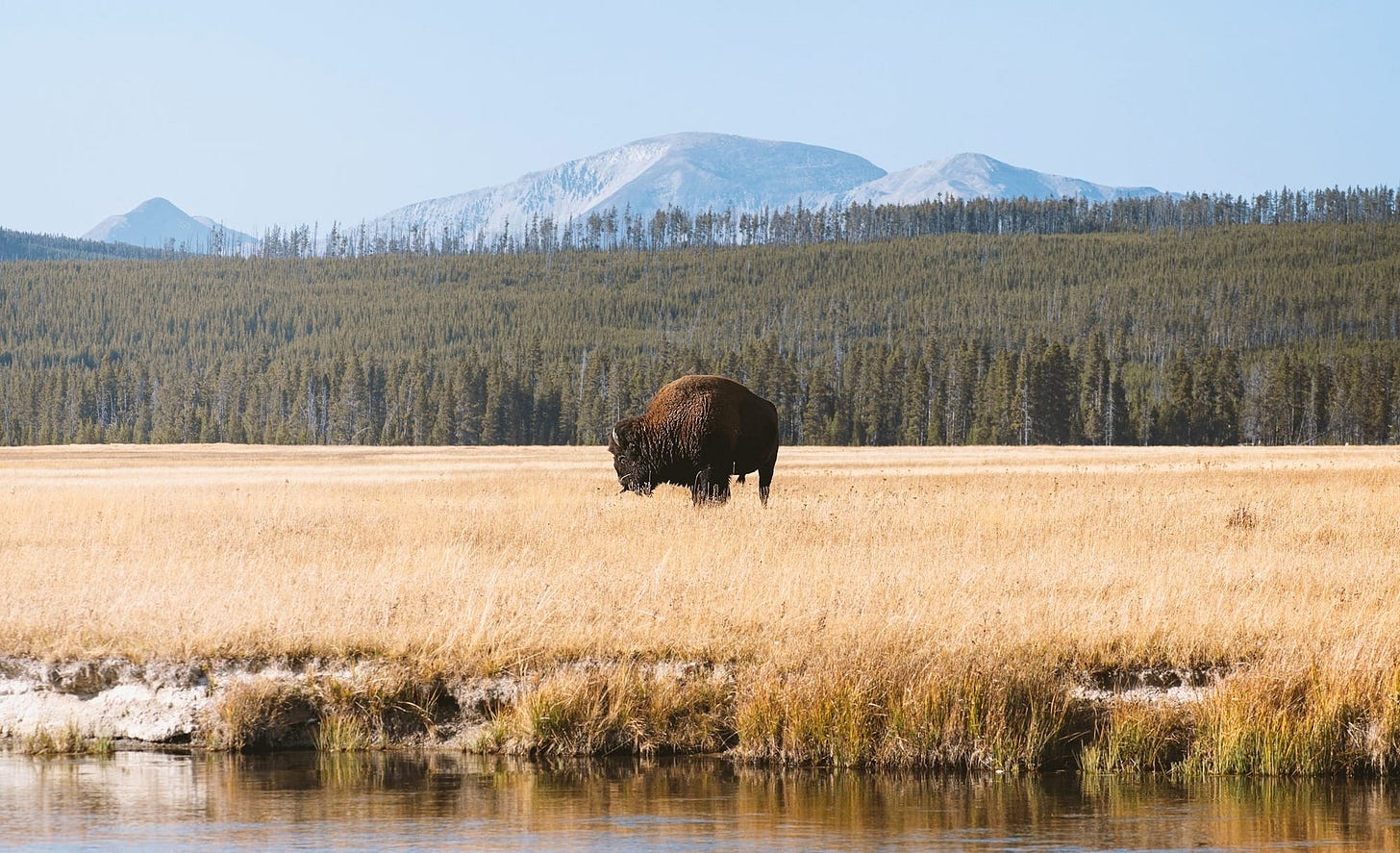 brown grass field near lake during daytime