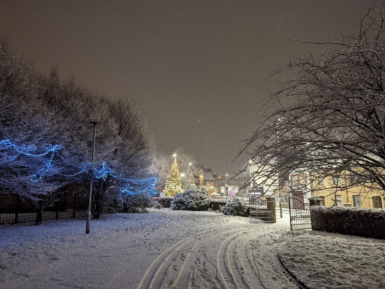 May be an image of tree May be an image of tree