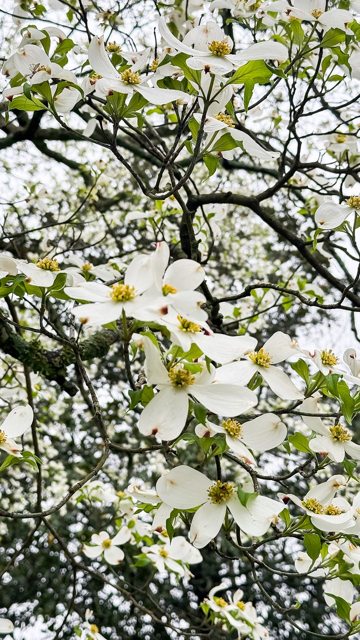 spring flowers in nashville