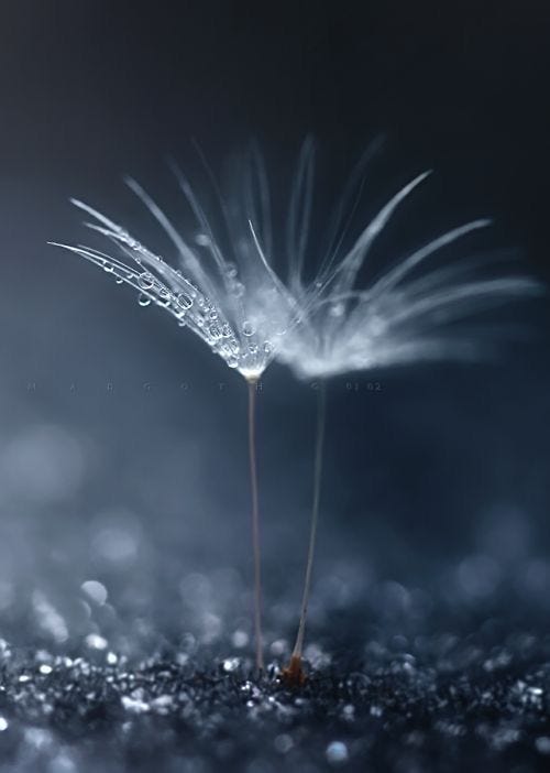 This may contain: a dandelion with drops of water on it's petals in the dark