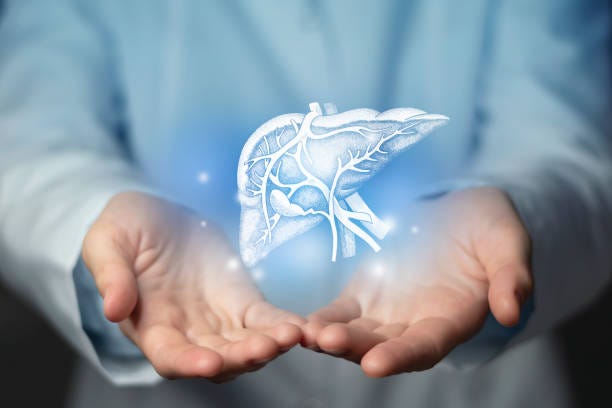 Hepatologist doctor, liver specialist. Aesthetic handdrawn highlighted illustration of human liver. Neutral grey background, studio photo and collage. Liver issues medical concept. Photo of female doctor, empty space. detox stock pictures, royalty-free photos & images