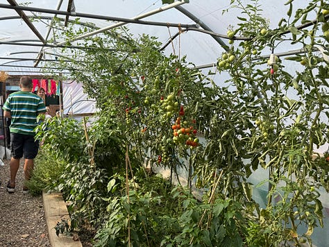Images of tomatoes growing in the polytunnel, grapes, purple basil and chilli peppers, and chard in the outdoor beds