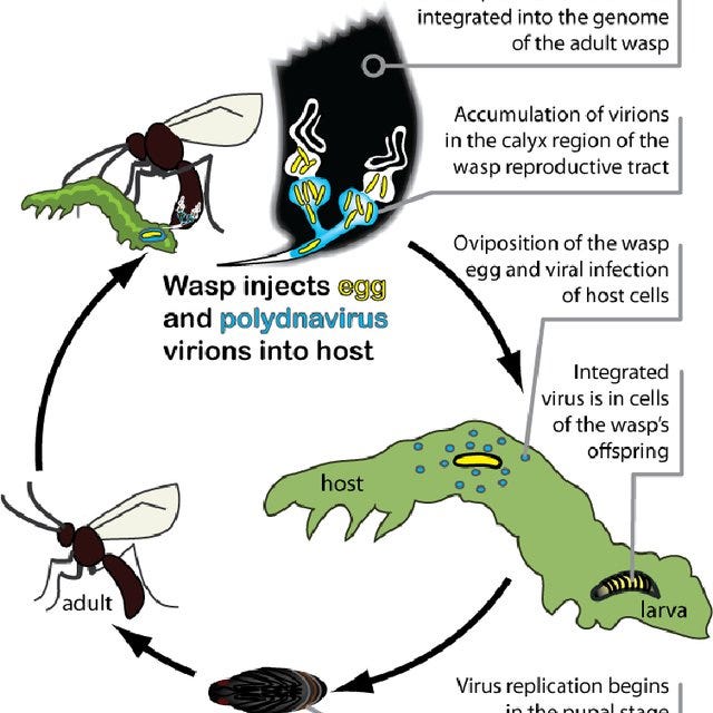 Life cycle of parasitoid wasps and Polydnaviruses (PDVs) parasitizing a...  | Download Scientific Diagram