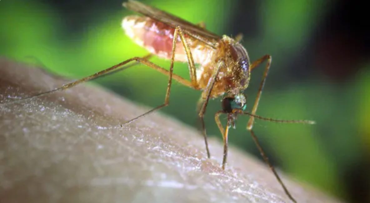 Google Seeks Approval to Release Millions of Mosquitoes in Florida as Officials Continue Monitoring Mosquito-Borne Diseases
