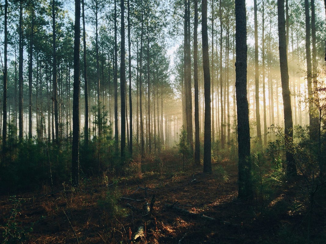 Photo of forest by Steven Kamenar on Unsplash Photo of forest by Steven Kamenar on Unsplash