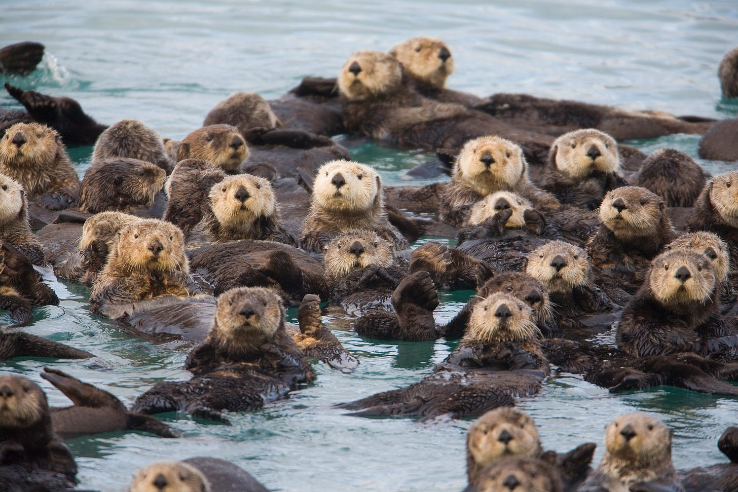 Alaska Magazine | The Rebound of the Sea Otter