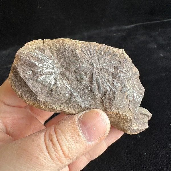 Plant Fossil Plant Fossil