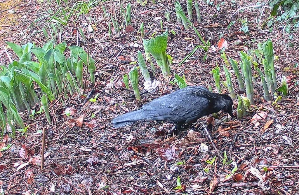 Crow in garden