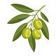 The Olive Farm