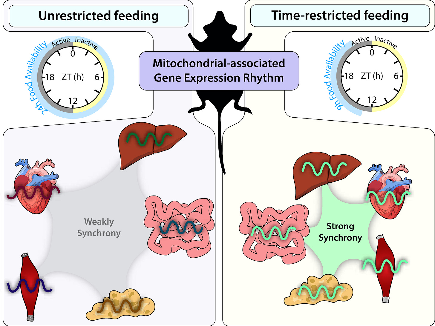 Figure showing how time-restricted feeding increased synchronization of mitochondrial-associated gene expression across multiple tissues, suggesting greater temporal coordination of metabolic programs. Figure showing how time-restricted feeding increased synchronization of mitochondrial-associated gene expression across multiple tissues, suggesting greater temporal coordination of metabolic programs.