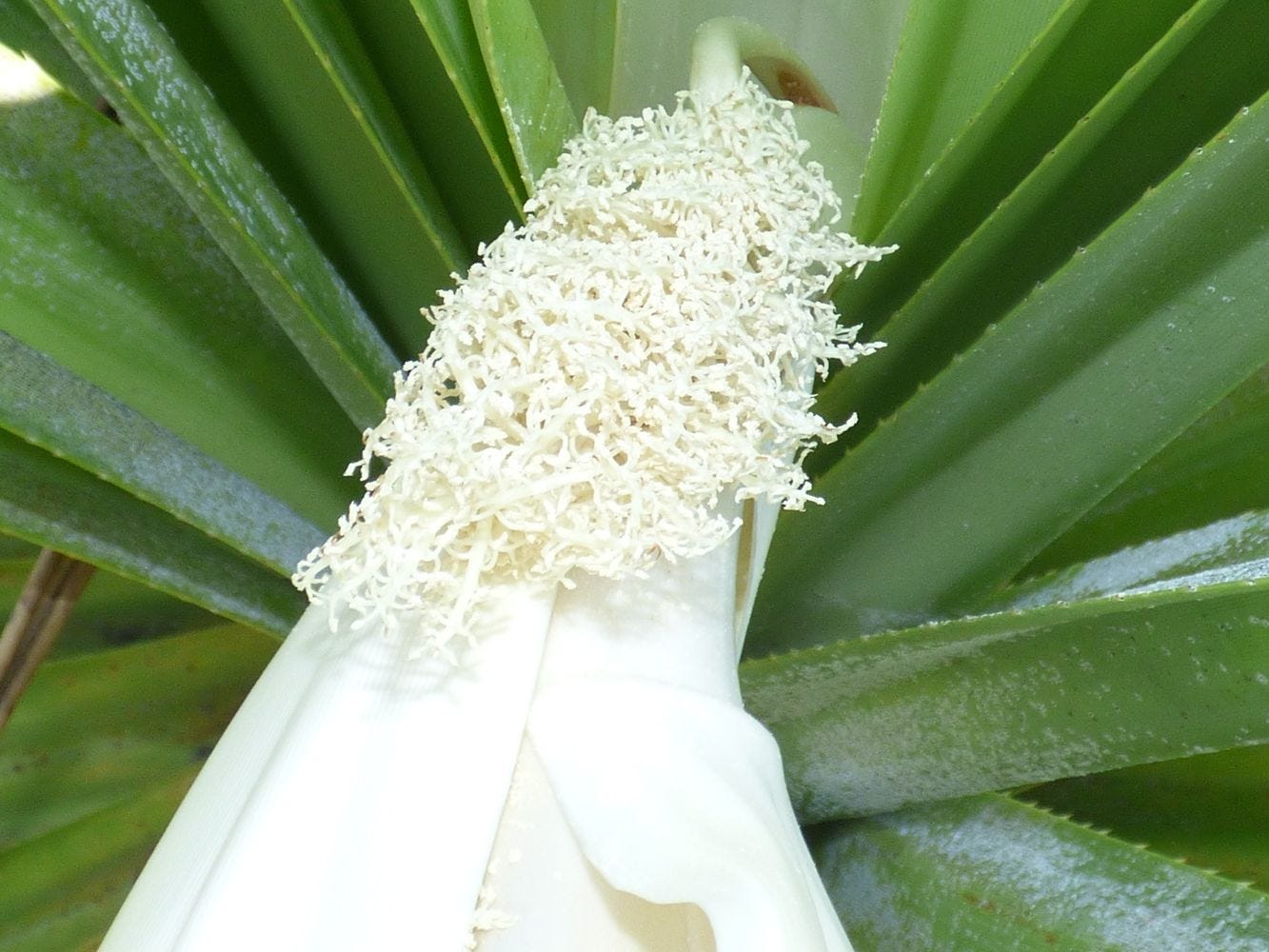 Pandanus tectorius [Male Flower - Wikicommons - F & K Starr, 2021].jpg