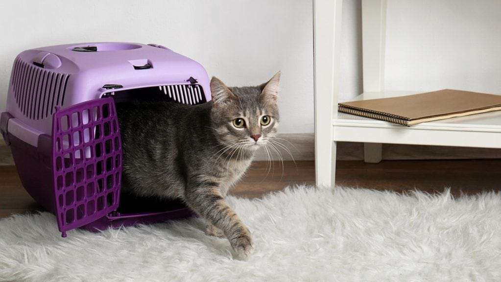 Cat in carrier box on floor at home