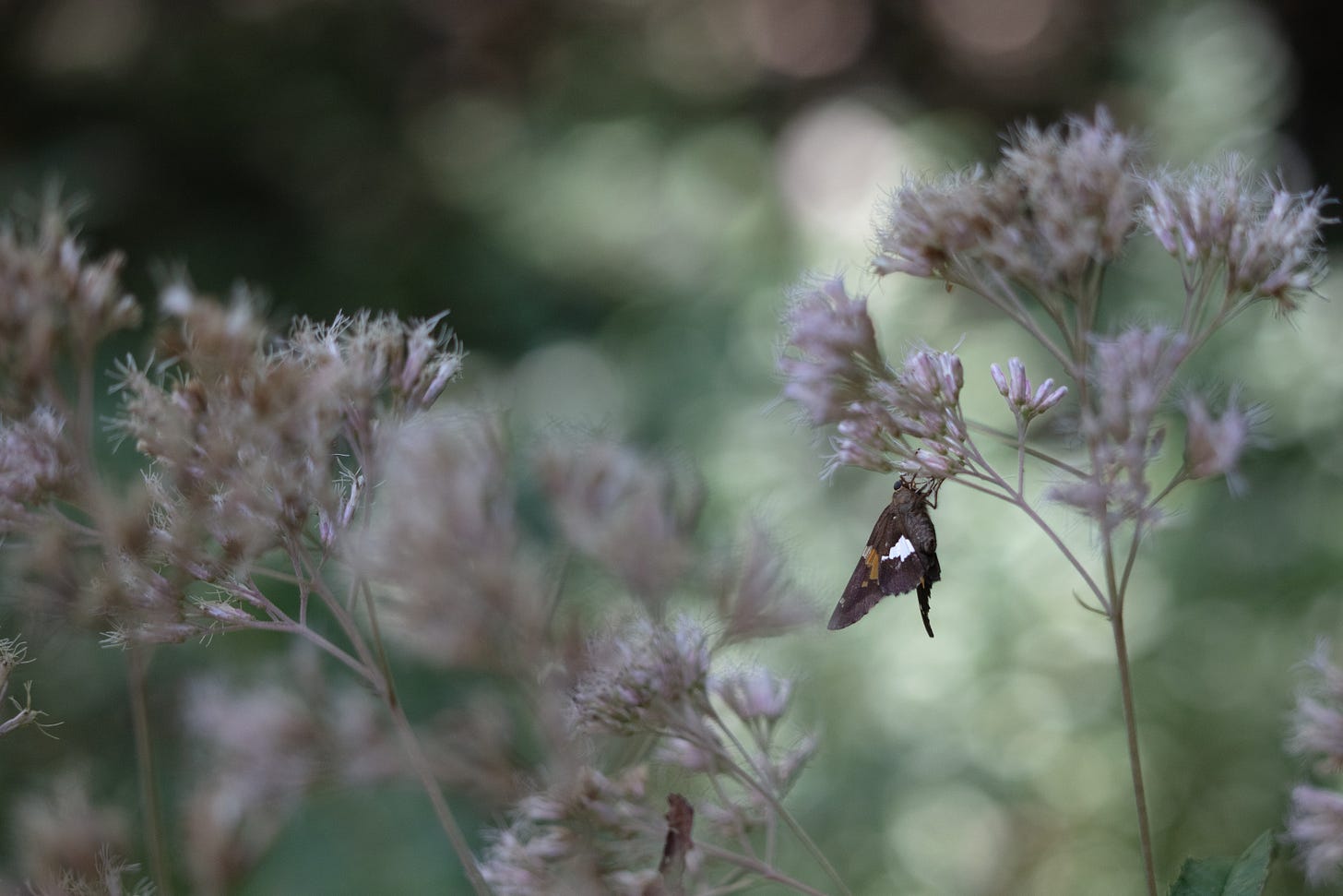 Another silver-spotted skipper (black butterfly with gold and white spots on wings) visiting the soft pink brushy floral display of Joe Pye Weed, this time against a darker, shadier background