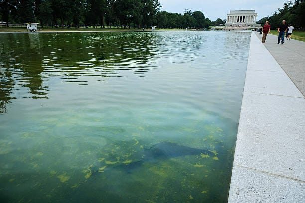 Seen through algae-laden green water, a tear in the recently applied sealant can be seen on the bottom of the Lincoln Memorial Reflecting Pool on...