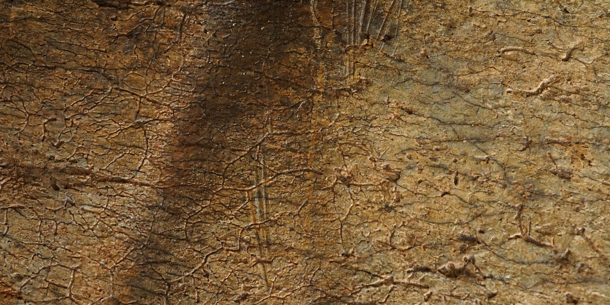 What 1.6-Million-Year-Old Leg Bones Say About How Early Homo Ate
