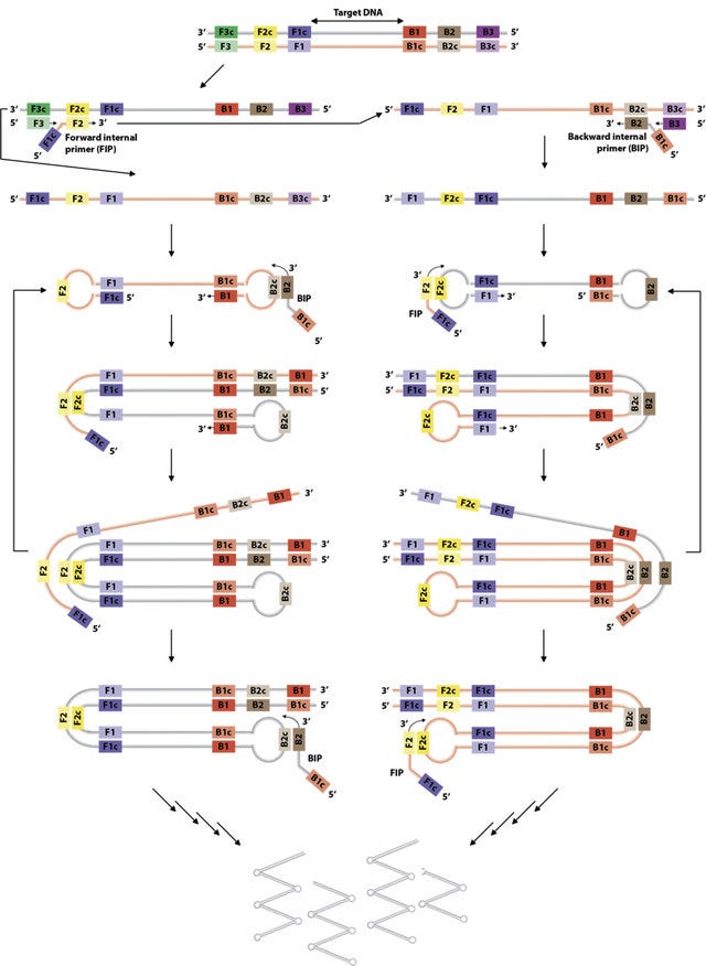 Loop Mediated Isothermal Amplification (LAMP)