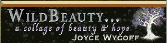 WildBeauty 