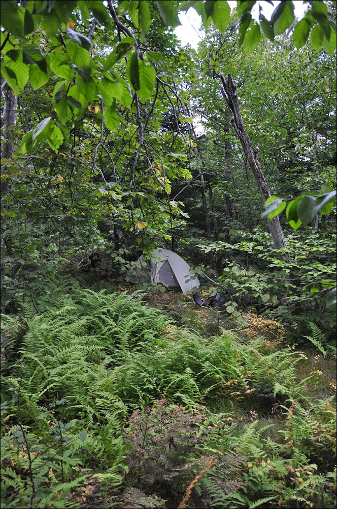 A small white tent is nearly hidden among thick bushes, ferns and trees