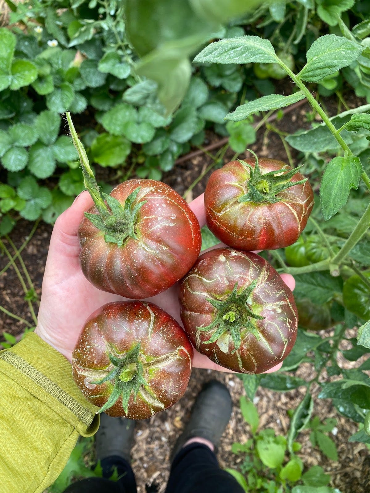 On Time and Tomatoes | Tomato Growing | Ómós Digest #198