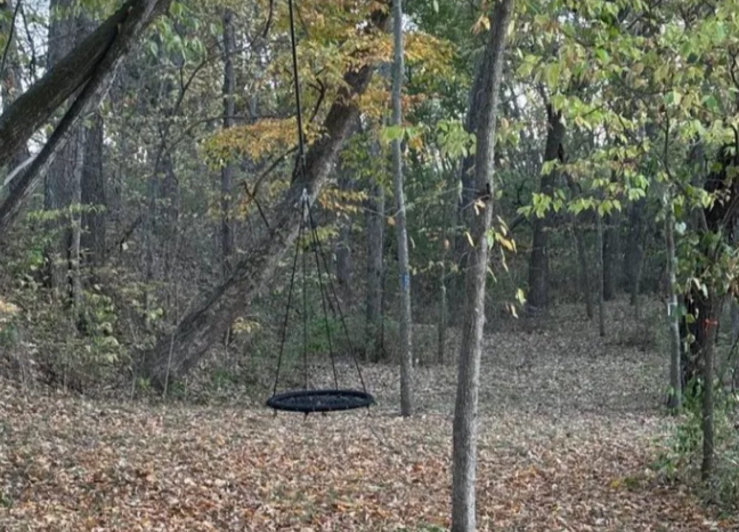 Autumn forest path with leaves on the ground and a round spider web tree swing hanging from the trees.