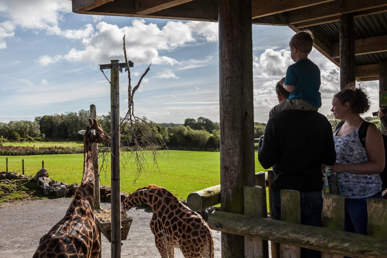 Family at Folly Farm looking at the Giraffes 