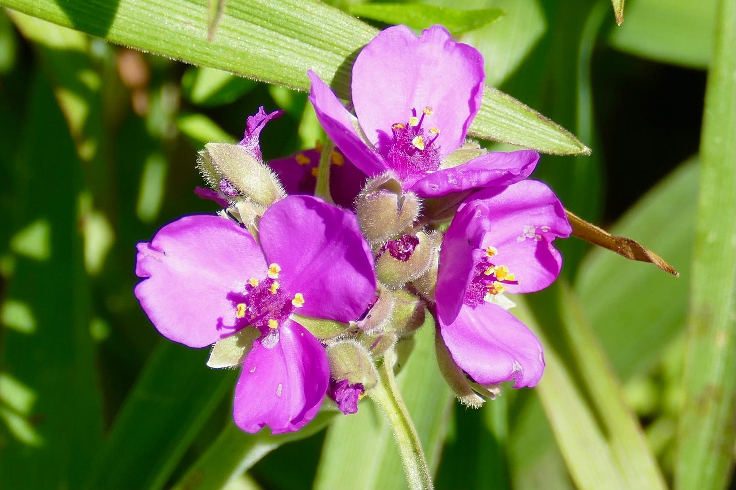 Spiderwort flower Spiderwort flower