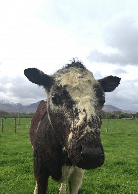 A shaggy black-and-white cow with curious eyes stands in a green pasture with mountains visible in the background. A shaggy black-and-white cow with curious eyes stands in a green pasture with mountains visible in the background.