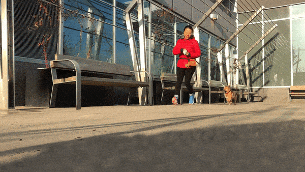 A woman throwing a treat and running away, and a dog chasing her.
