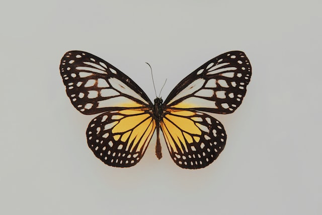 Butterfly Butterfly