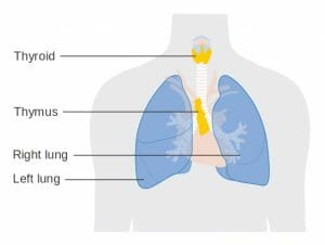 Thymus gland position diagram