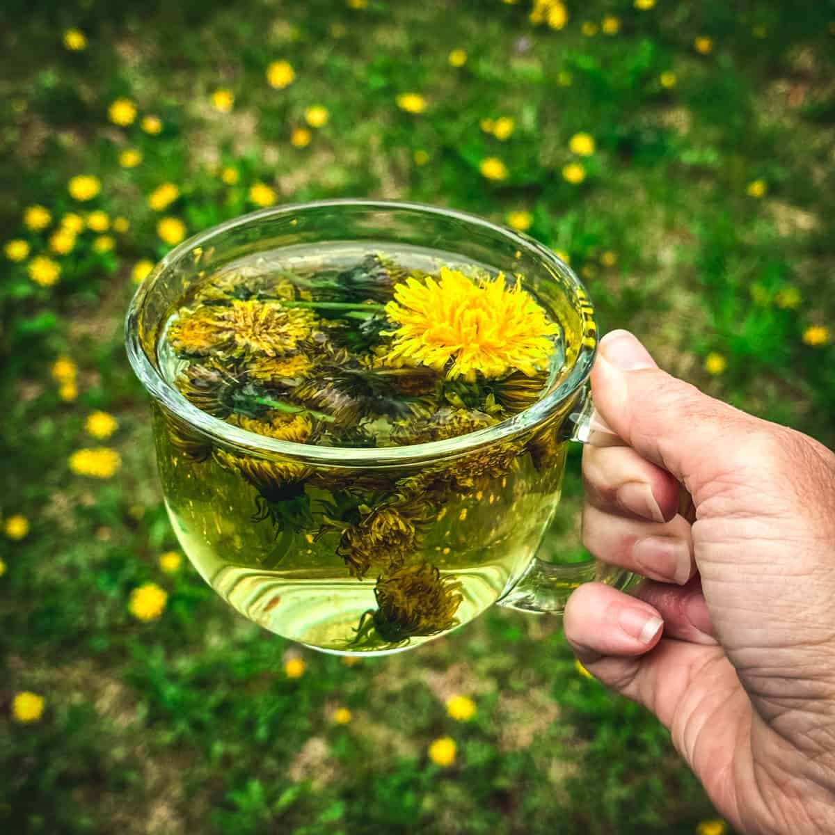 Dandelion Tea