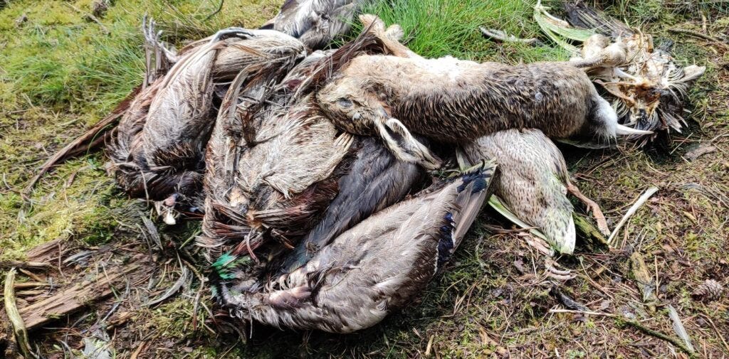 stink pit on shooting esate in northern england stink pit on shooting esate in northern england