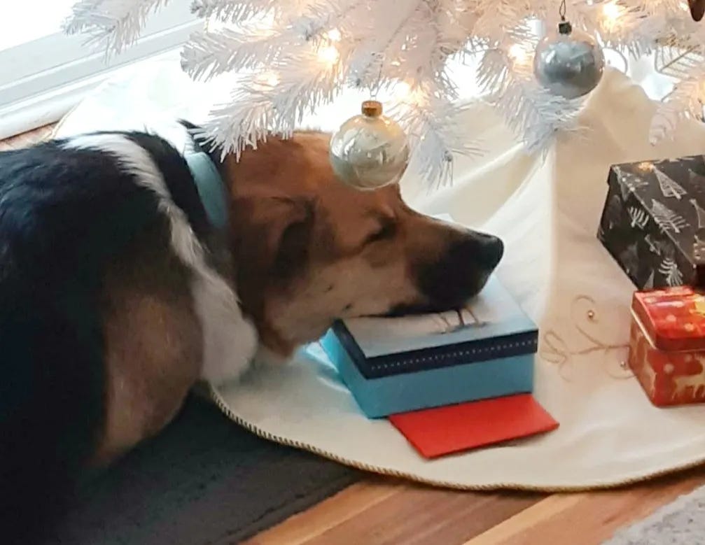 Dog laying under a Christmas tree