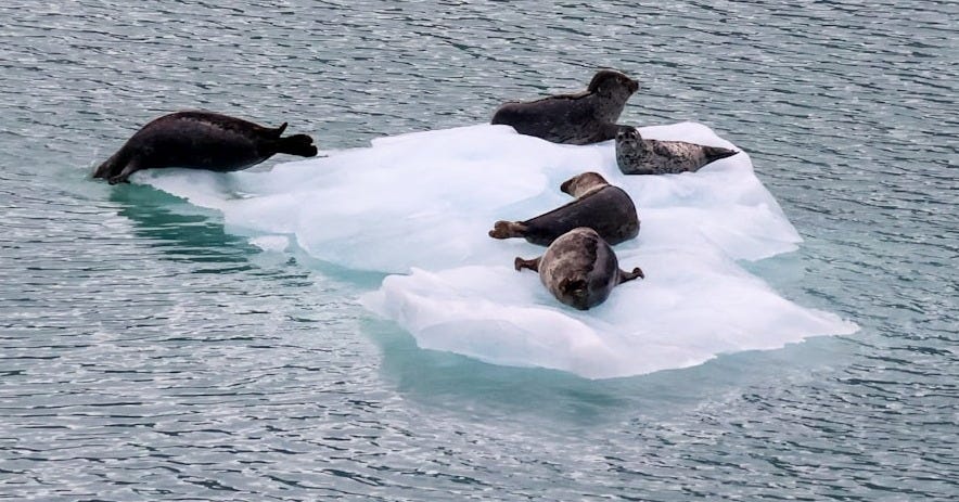 Seals relax on an iceberg in the water.