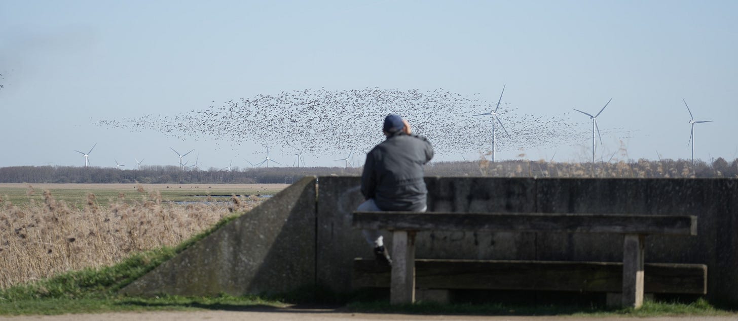 Kan een afbeelding zijn van vogel en gras