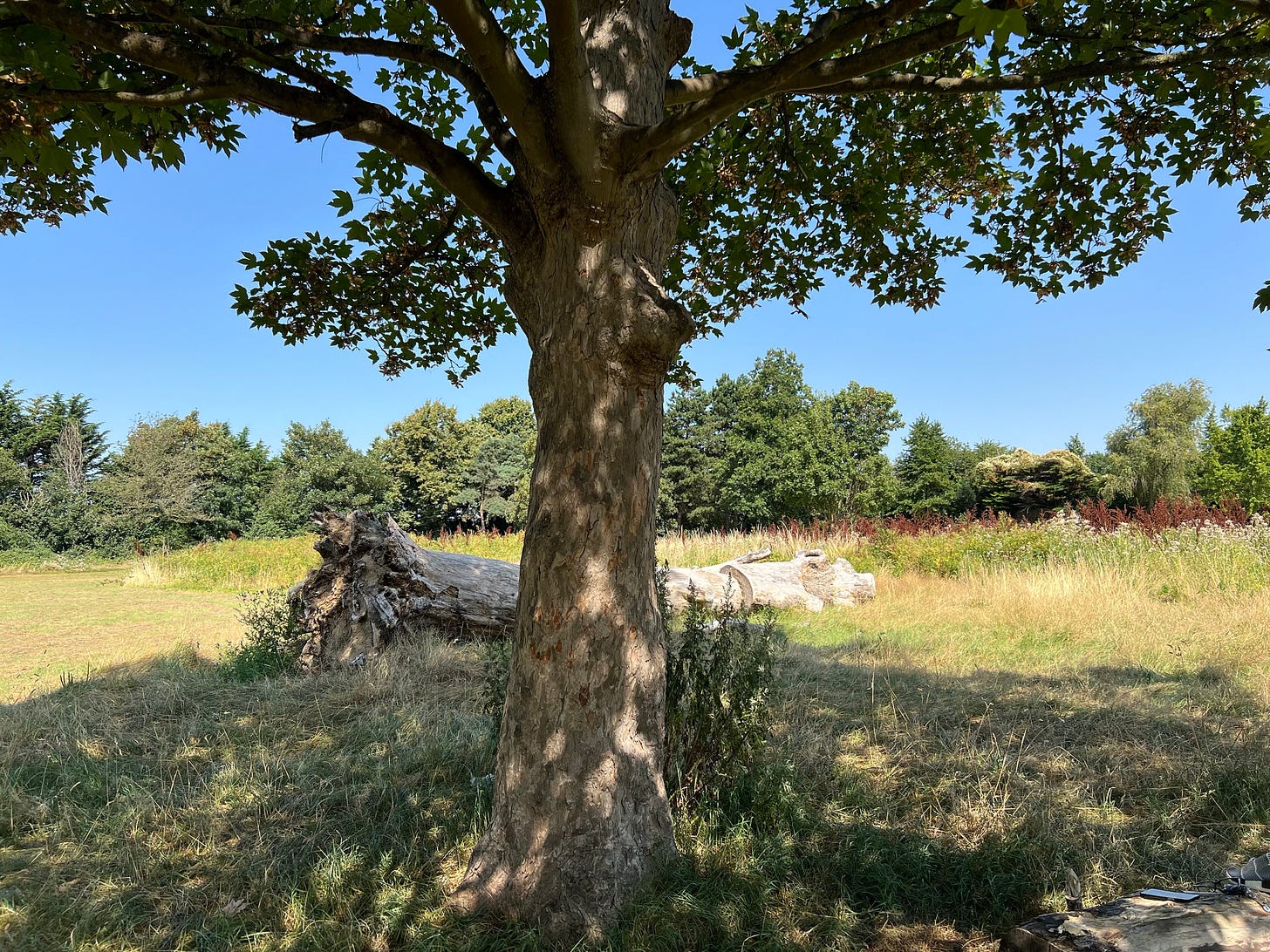 Landscape view of Trees at Sulaiman’s local park in London during the Summer 2024. The trees are Sulaiman’s sacred, more-than-human kin. Landscape view of Trees at Sulaiman’s local park in London during the Summer 2024. The trees are Sulaiman’s sacred, more-than-human kin.