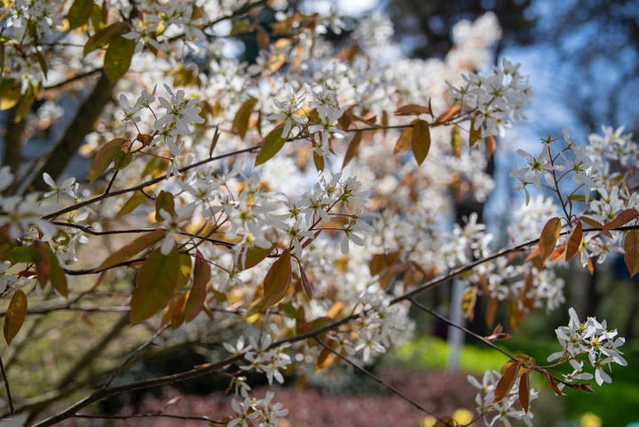 Images show hairy slender buds and starry white flowers in profusion