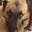 Liking Dogs more than People's avatar
