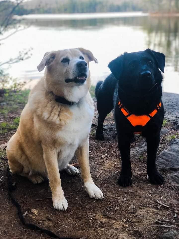 May be an image of dog and outdoors May be an image of dog and outdoors