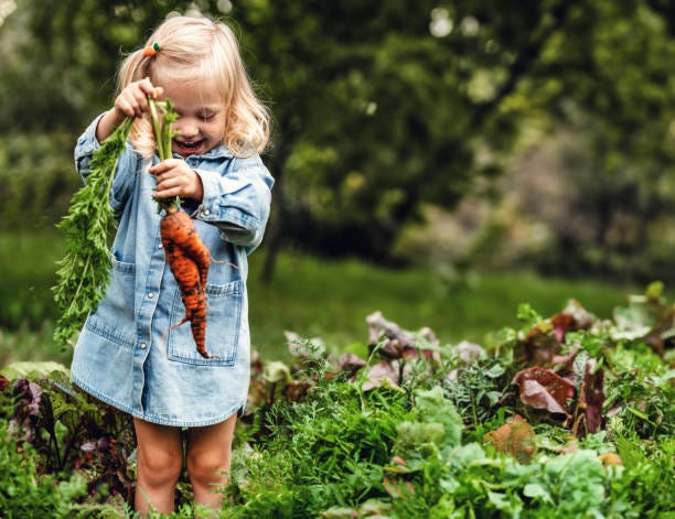 80,200+ Kids Harvesting Stock Photos, Pictures & Royalty-Free Images - iStock | Children planting 80,200+ Kids Harvesting Stock Photos, Pictures & Royalty-Free Images - iStock | Children planting