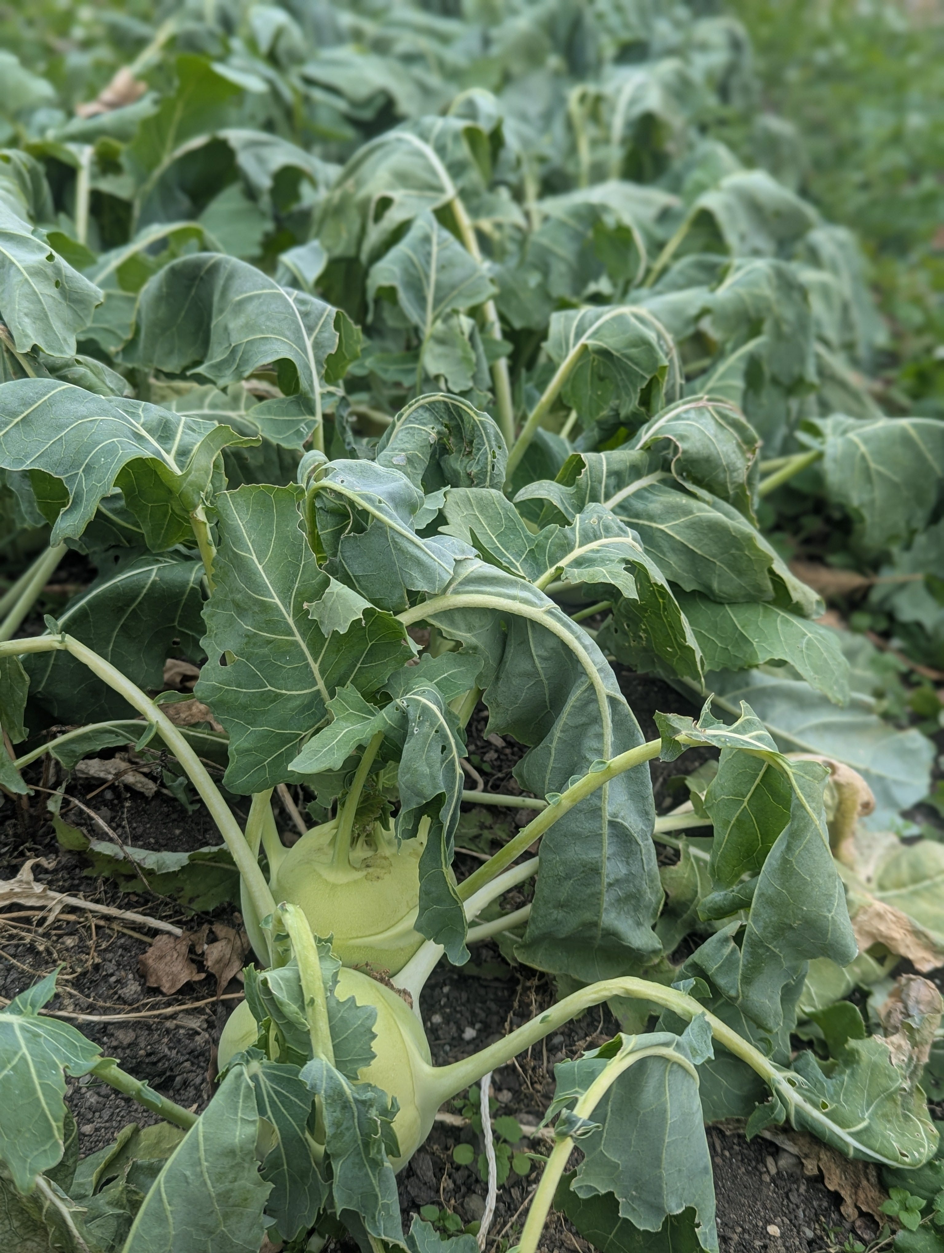 How to get sweet vegetables - by Laverne