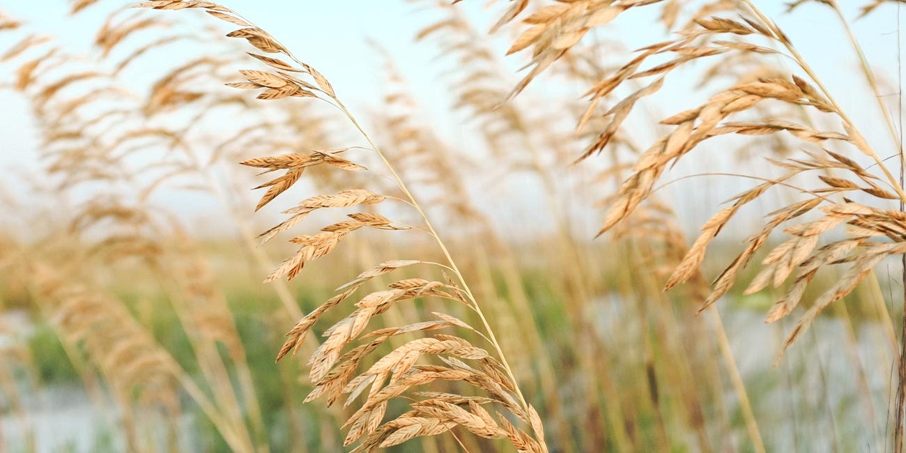 Keep Manatee Beautiful Seeks 300 Volunteers for Record-Breaking Sea Oat Planting Ahead of Hurricane Season