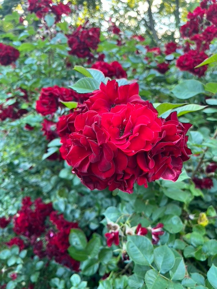 Navy Lady roses in my garden