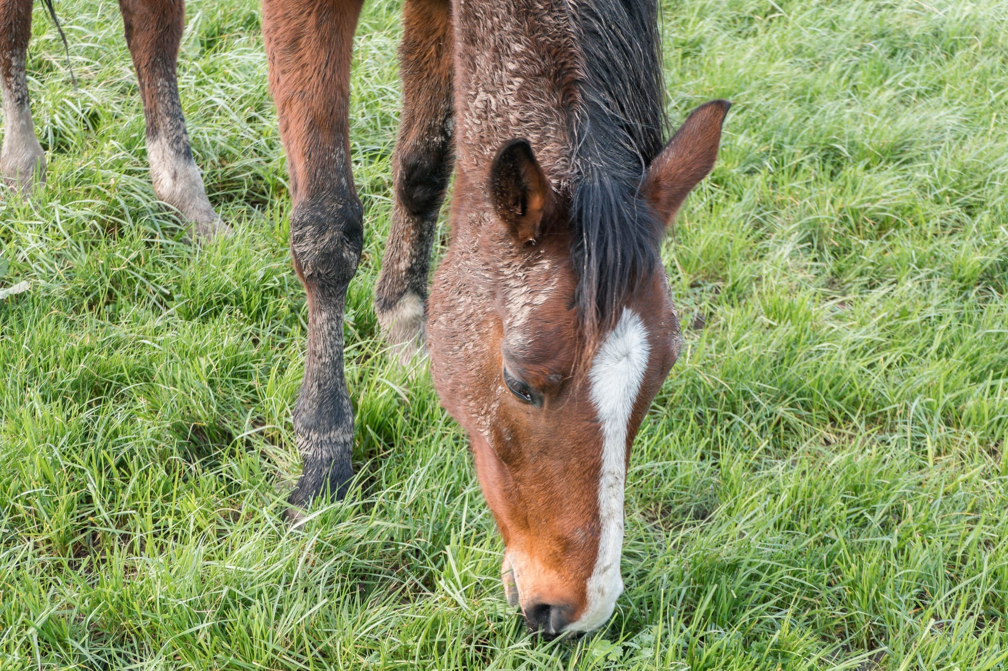 grassing horse grassing horse