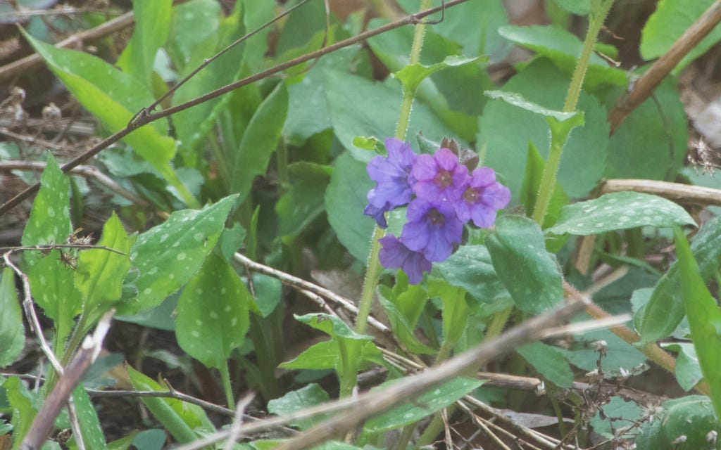 Lungwort - Pulmonary officinalis